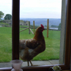 07_PeepingChicken