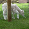 11_OurLamb01
