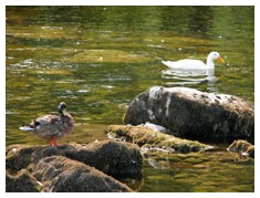 Ducks on the Wharfe