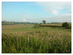 Field