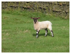 Sheep
