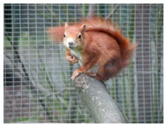 Red Squirrel