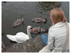 Swan feeding
