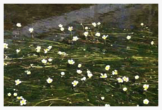 Water flowers