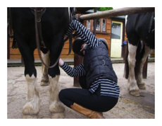 Saddling Up
