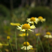 21_Flower