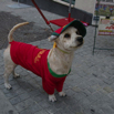 29_FootballDog