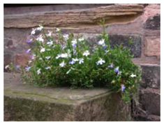 Doorstep flowers