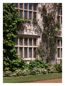 Roses - House wall