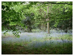 Woodland