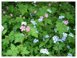 Woodland flowers