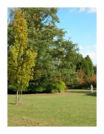 Lawn, trees and Helen