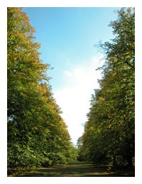 High trees