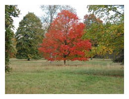 Red tree