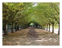 Tree avenue