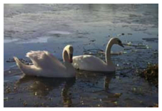 Swans