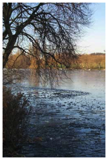 Lake & tree
